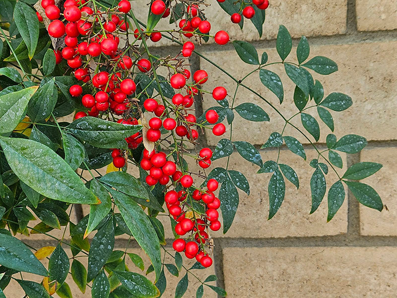 Heavenly Bamboo (nandina) Gongbi Class with Victoria (Feb 17)