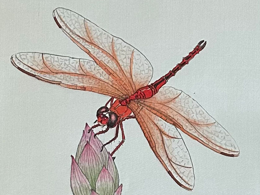 Dragonfly on a Lotus Gongbi Painting Workshop with Victoria 0818