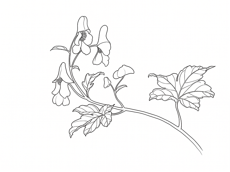 Monkshood Gongbi Painting Class with Victoria 0616