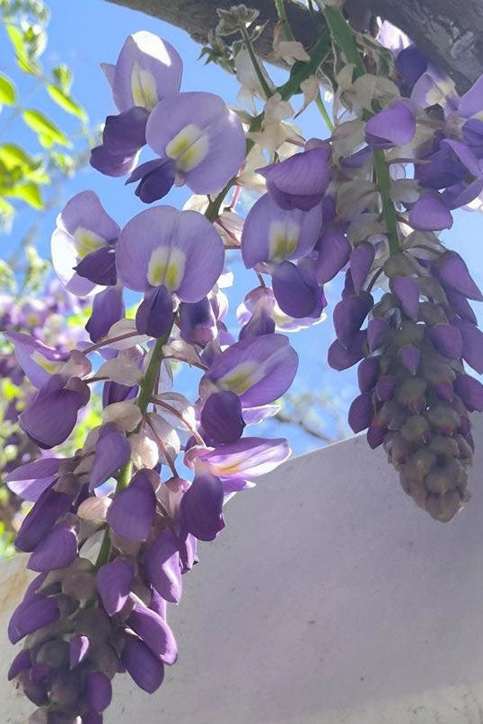 Paint Wisteria with Victoria - Live on Zoom March 11th with Forever Access to Recording